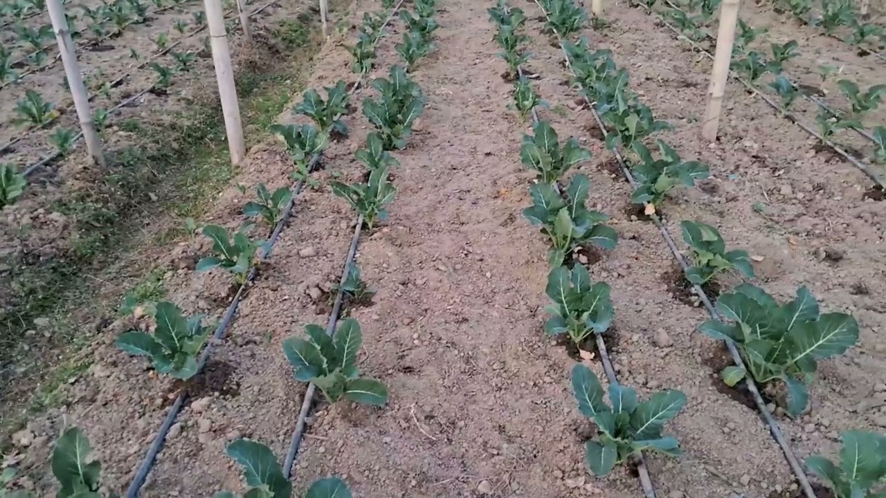 टनेलमा यो तरिकाले काउलि खेती  गर्दा अत्यन्तै  राम्रो हुन्छ ।#video #farming #agriculture #gardening 