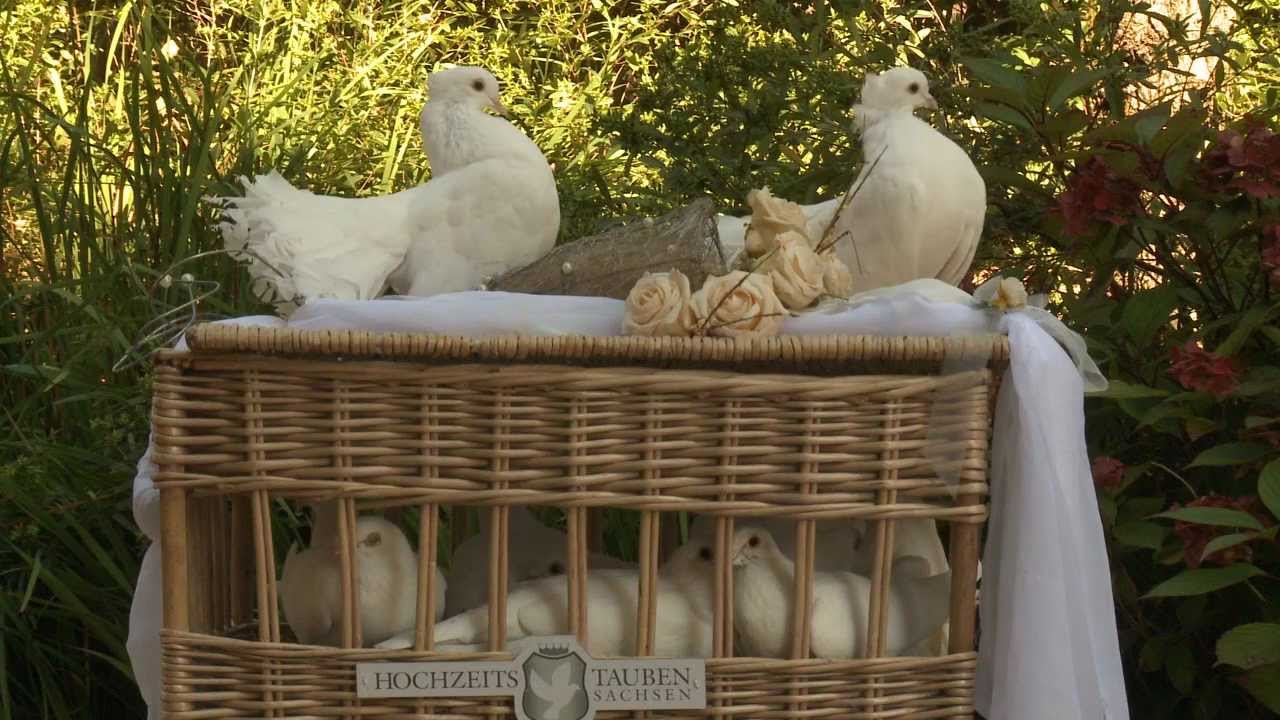 *Neu* Aschenputtel-Zeremonie - Ihre Hochzeitstauben GmbH