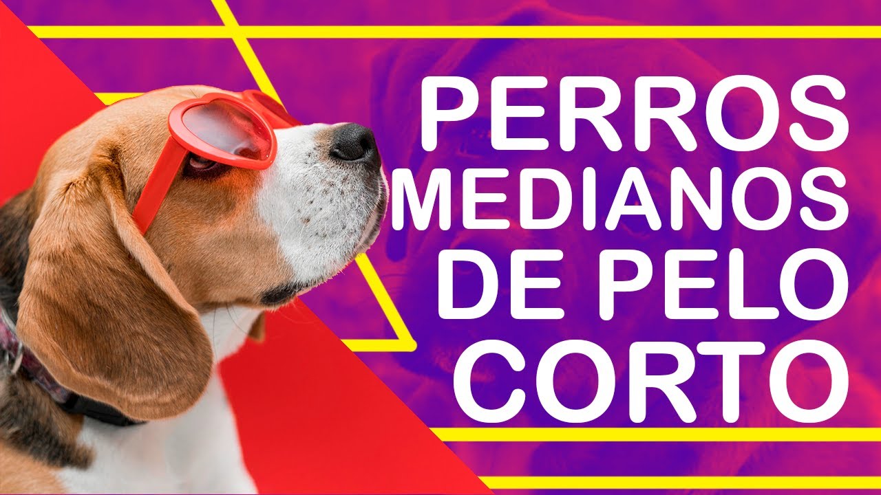 🐶👀 &iexcl;7 RAZAS MEDIANAS DE PELO CORTO PARA CONOCER! 🤩👏