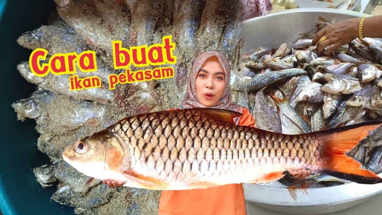 ikan pekasam orang kat sini buat beribu2 kilogram dan ikan pekasam dia sangat sedap