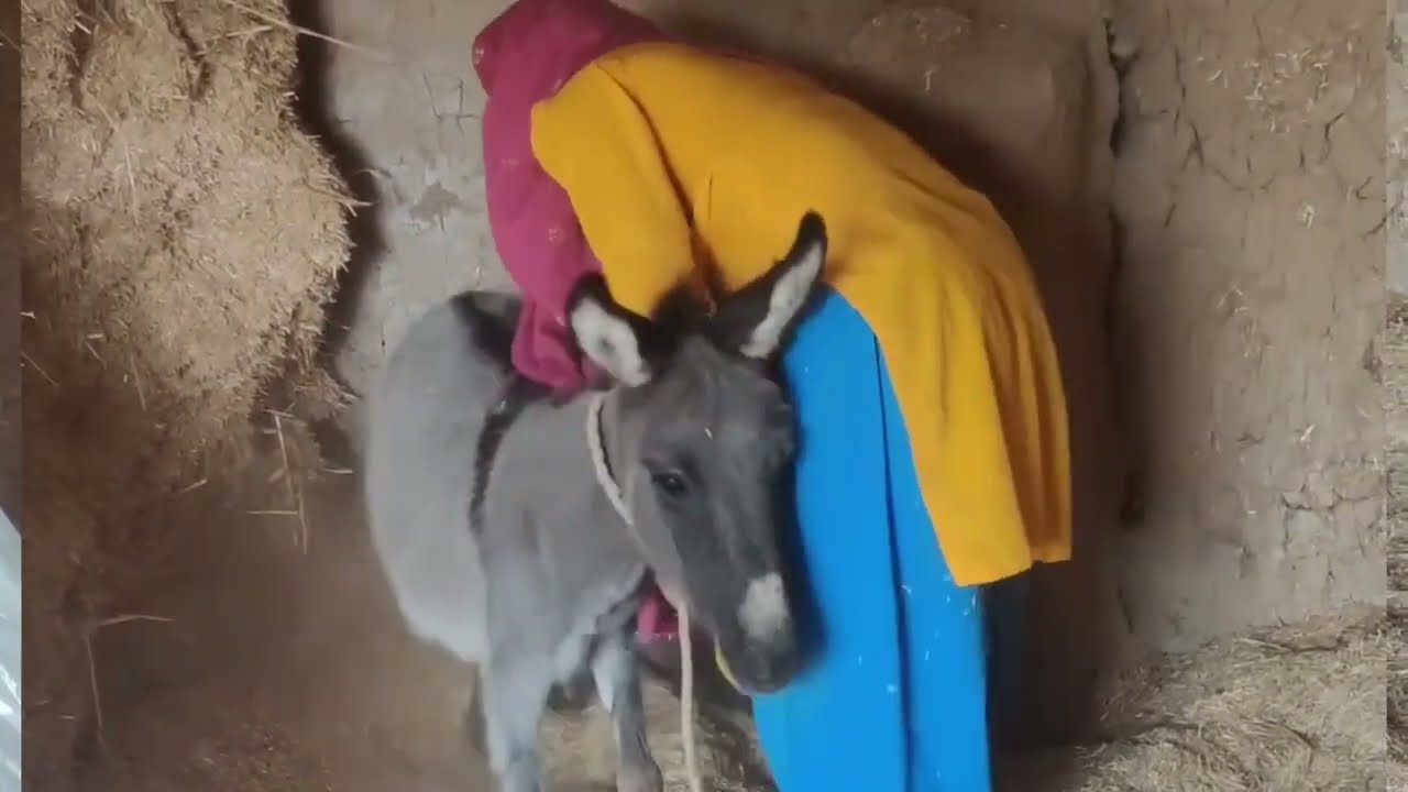 Donkey meeting🐴 #donkey #donkeykong #animals #wildlife #DonkeyLove #animals 