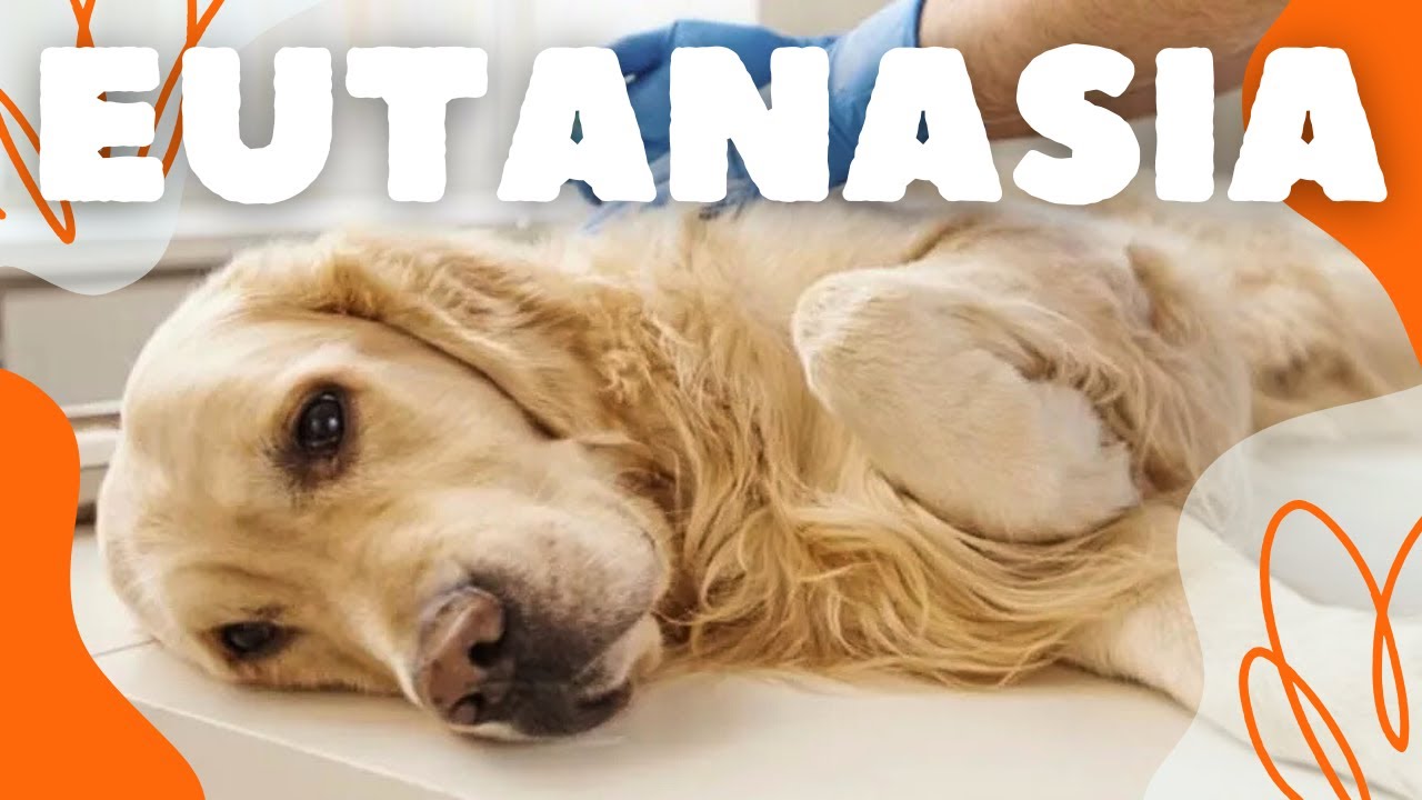 EUTANASIA EN TU MASCOTA🫀🏥 *INFORMACIÓN IMPORTANTE*