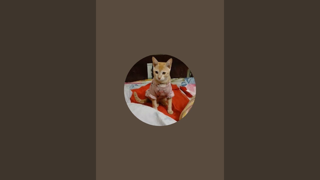 Tom Cat's Daily Volg is live