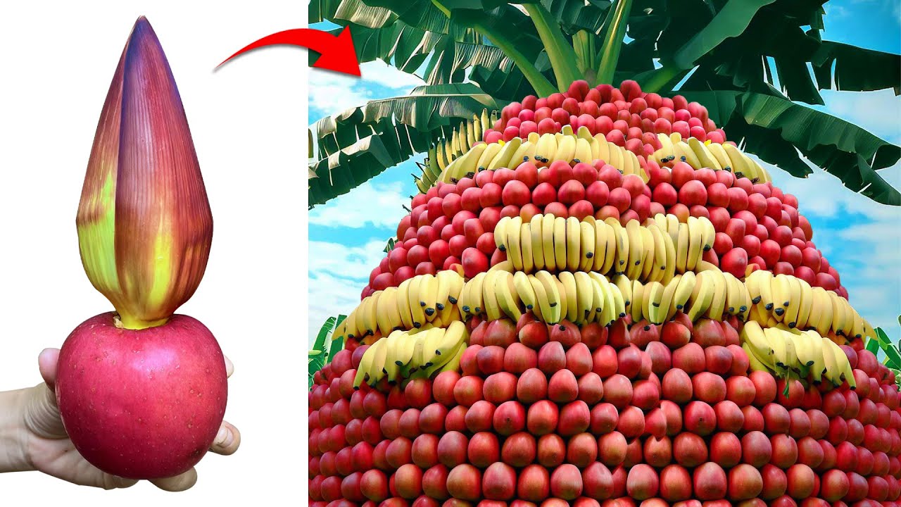 The best method of grafting banana trees from banana with apple fruit | Grafting banana tree