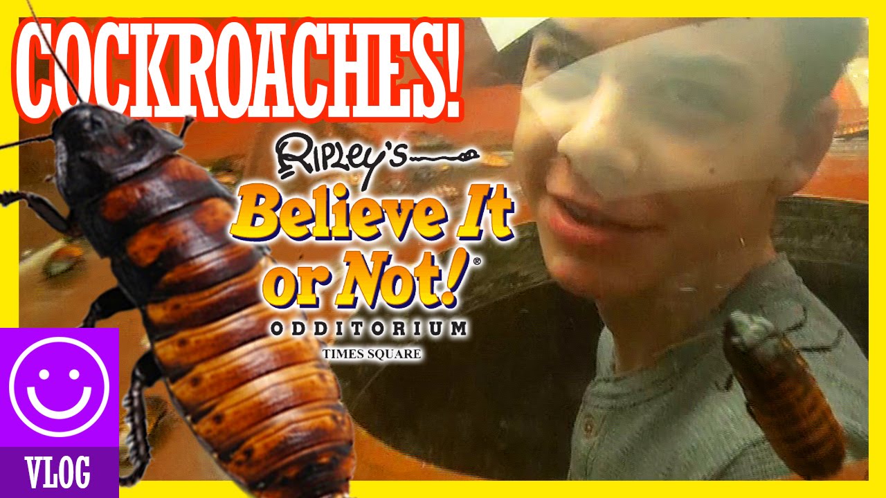 RIPLEY'S BELIEVE IT OR NOT! ODDITORIUM IN TIMES SQUARE |  KITTIESMAMA 50