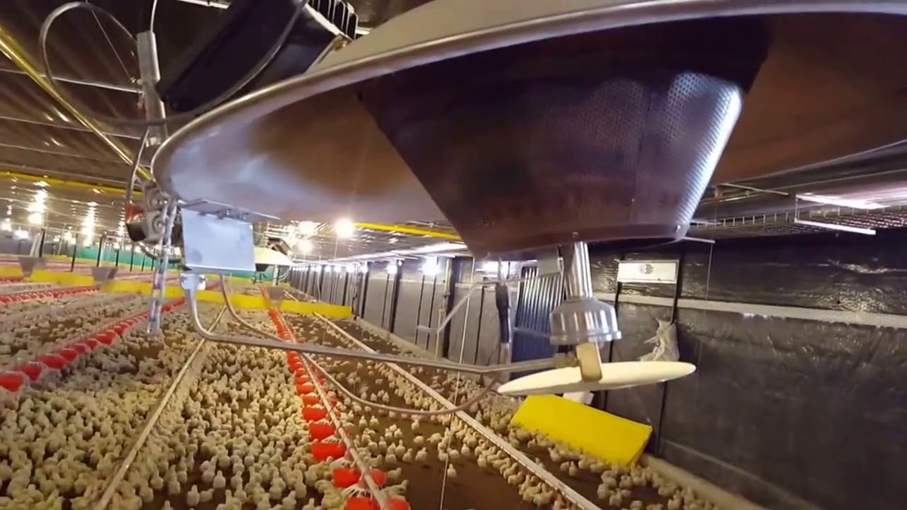 Galpon broiler Big Dutchman Colombia
