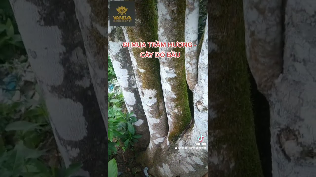 Đi mua trầm hương ☆ cây Dó bầu có trầm