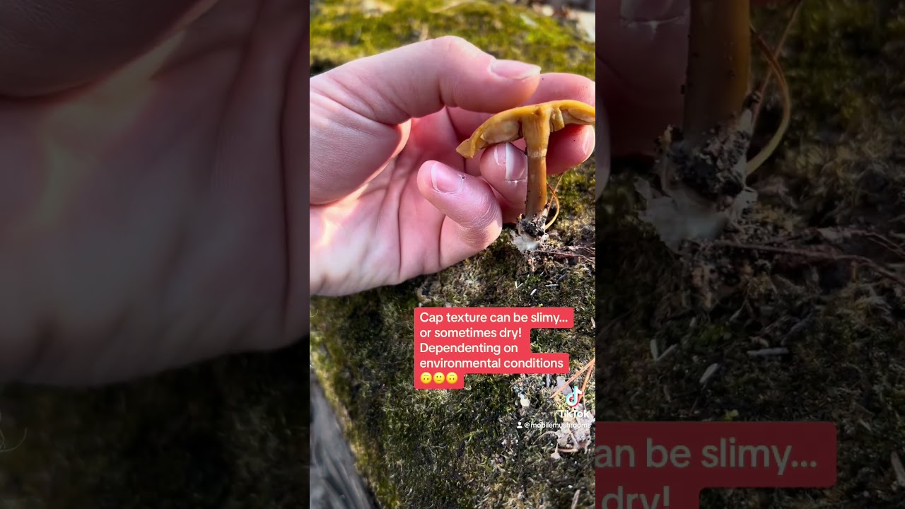 💀 DEADLY Galerina mushroom 🍄 3 things to look for! 👀