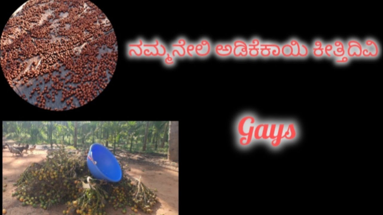 ನಮ್ಮನೇಲಿ ಅಡಿಕೆಕಾಯಿ ಕೀತ್ತಿದಿವಿ || Gays