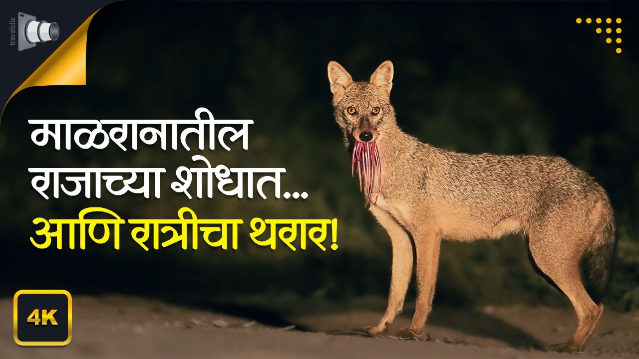माळरानातील राजाच्या शोधात... आणि रात्रीचा थरार! | Travelclix