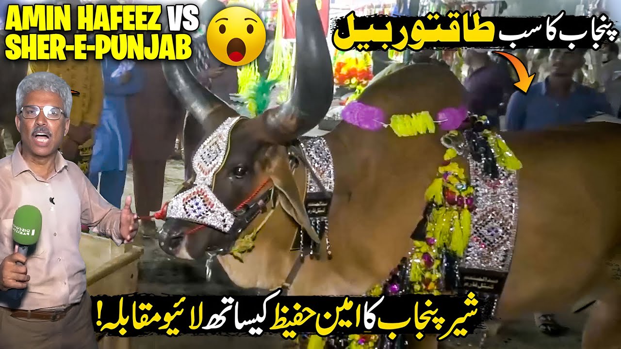 Qurbani 2025 | Sher Punjab VS Amin Hafeez Live Competition | Cattle Farm 2025 | Discover Pakistan