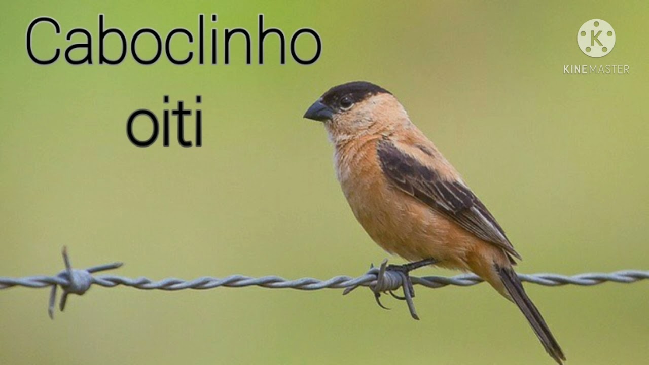 O MELHOR CANTO DE CABOCLINHO OITI PARA ENCARTAR E FOGUEAR (1080p)