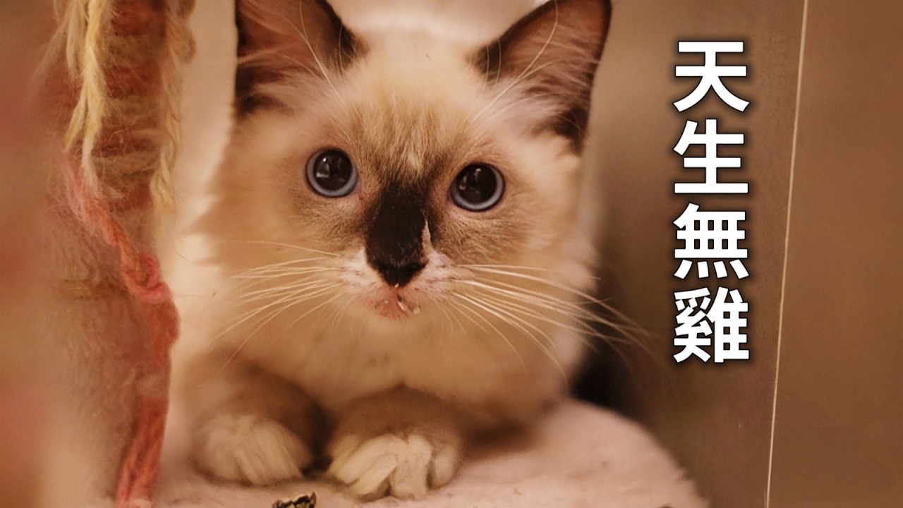 人造「雞」突發感染，先天殘障小貓面臨危機｜李喜猫