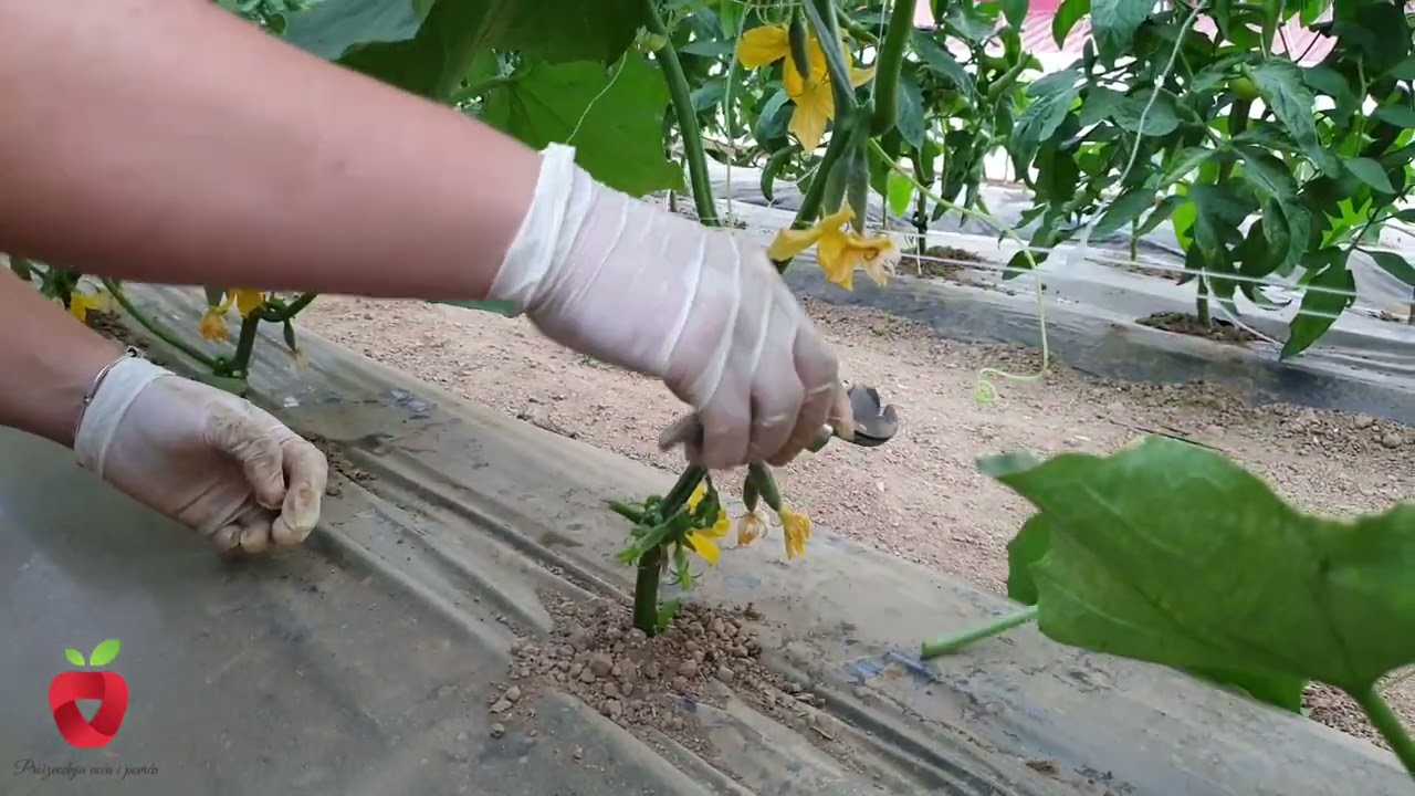 Zašto žuti list na krastavcu? Kako se riješiti plamenjače?