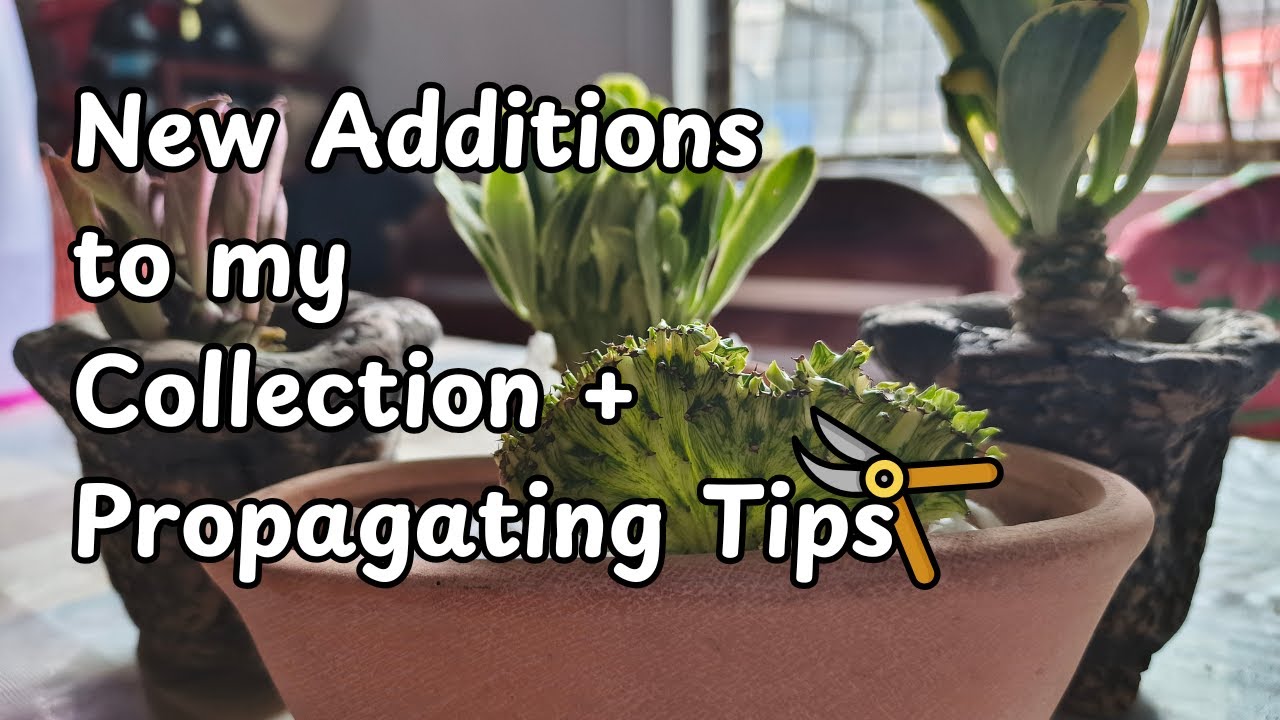 New to my Collection // Pruning some Succulents