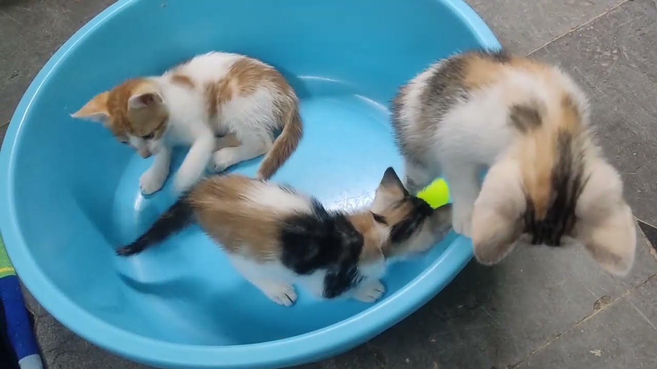 Cute kittens 🐈 playing 