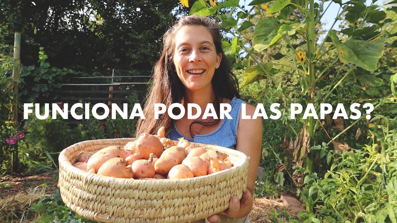 Cosecha de Papas! Funcionó la poda para sacar más Papas ? #ExperimentosenlaHuerta #CultivodePapas