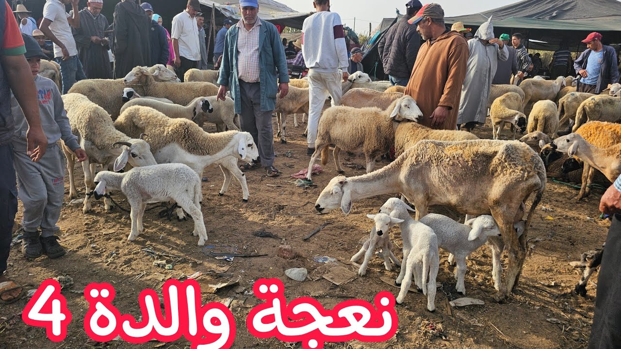 تباااارك الله نعجة والدة 4‼️ في سوق الأحد الكاموني🇲🇦 15\09\2024 مع الأثمنة فرجة ممتعة👍