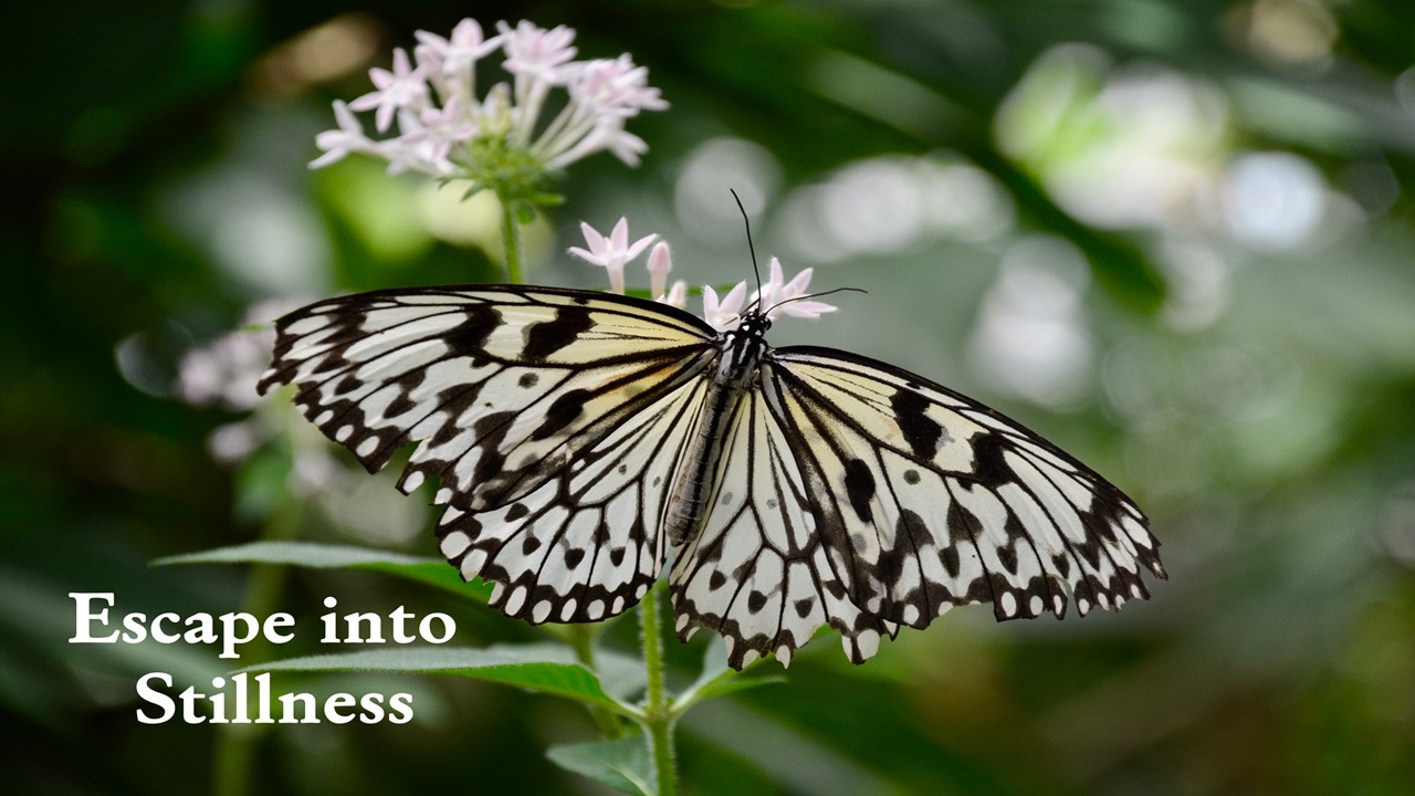 Flutter in the Stillness(4k)-🦋 Butterfly Ambience for Relaxation, Study & Focus #butterflyambience