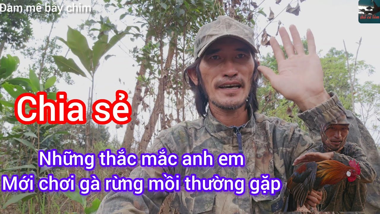 Đam mê bẫy chim- chia sẻ vài vấn đề thường gặp khi chơi gà rừng mồi 