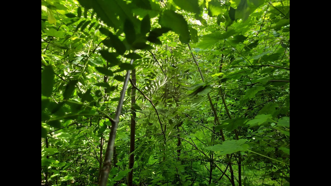 Forêt urbaine dans un jardin privé - Témoignage par les personnes impliquées dans sa réalisation