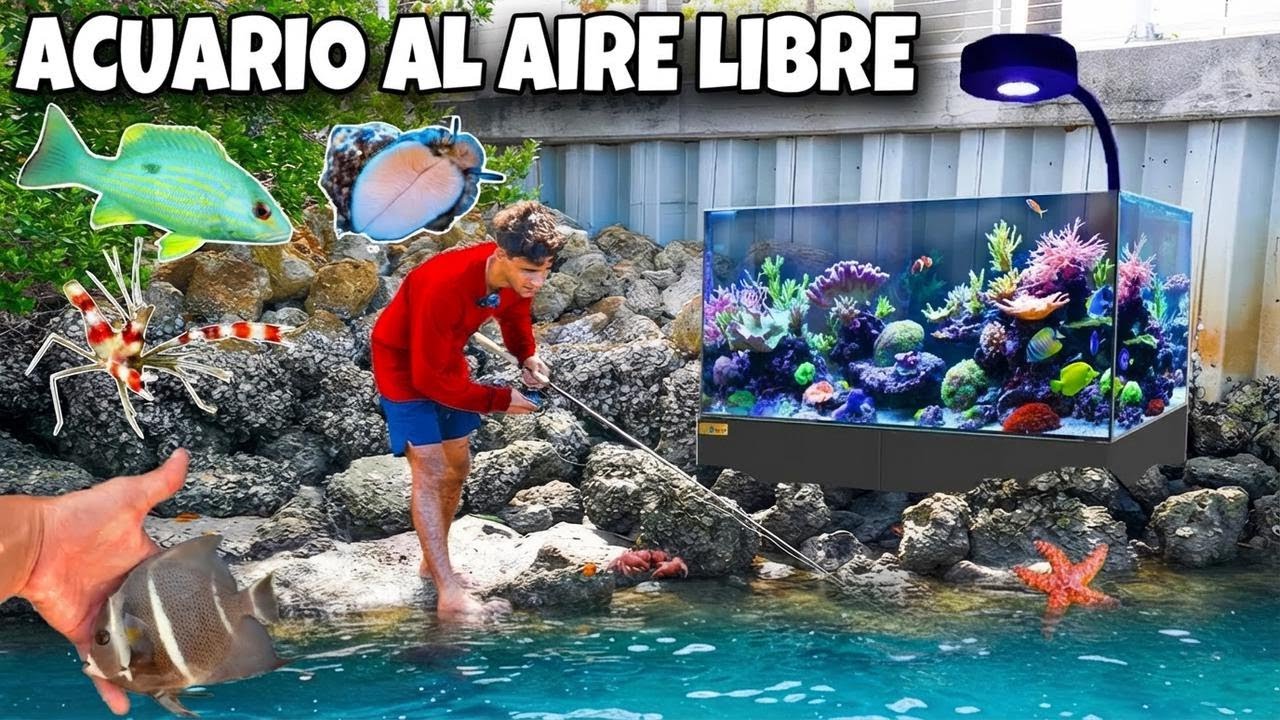 ¡Atrapa peces tropicales para tu acuario al aire libre!