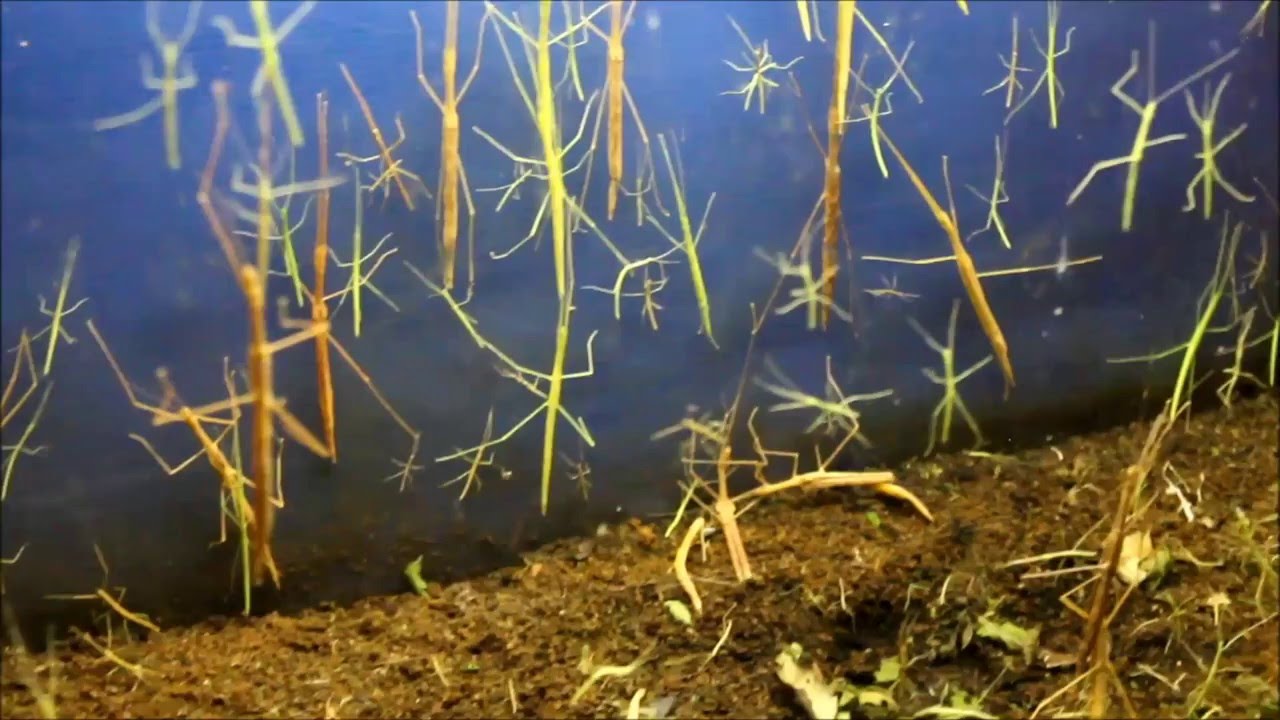 BRUTAL cleaning aquarium with walking sticks (stick insects,stick bugs,Phasmatodea), VigoZoo, Spain