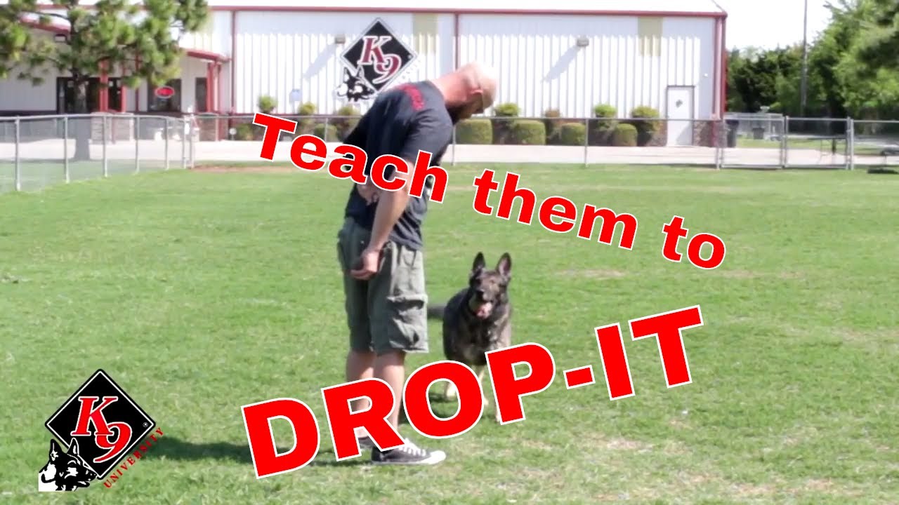 Teach your dog to 