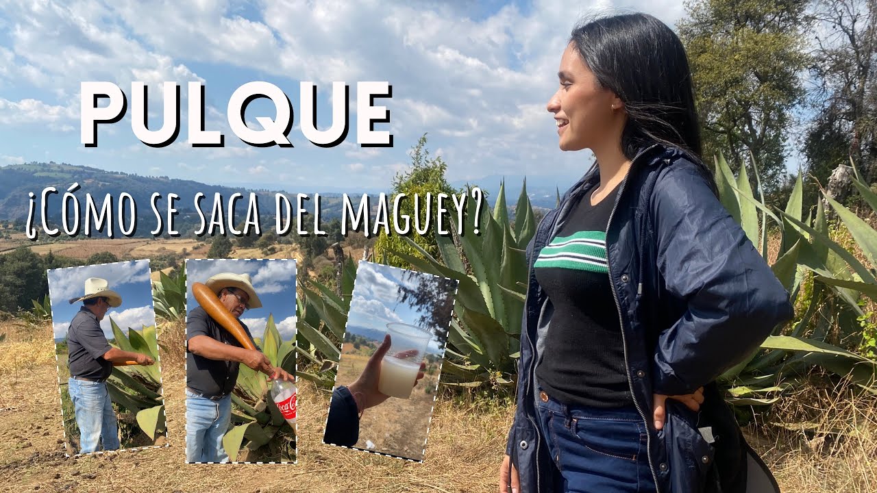 ASÍ SE ELABORA EL PULQUE ARTESANAL | la bebida de los Dioses