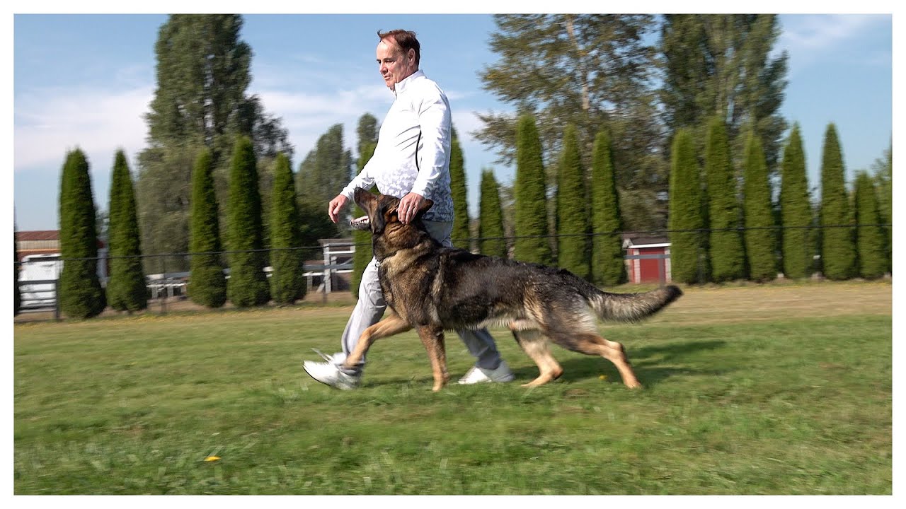 Why We Don't Use E-Collars On Our German Shepherds!