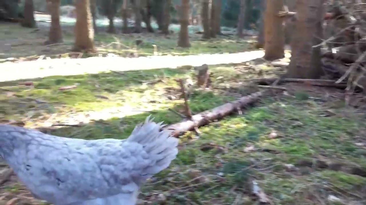 Gr&uuml;nleger im Wald