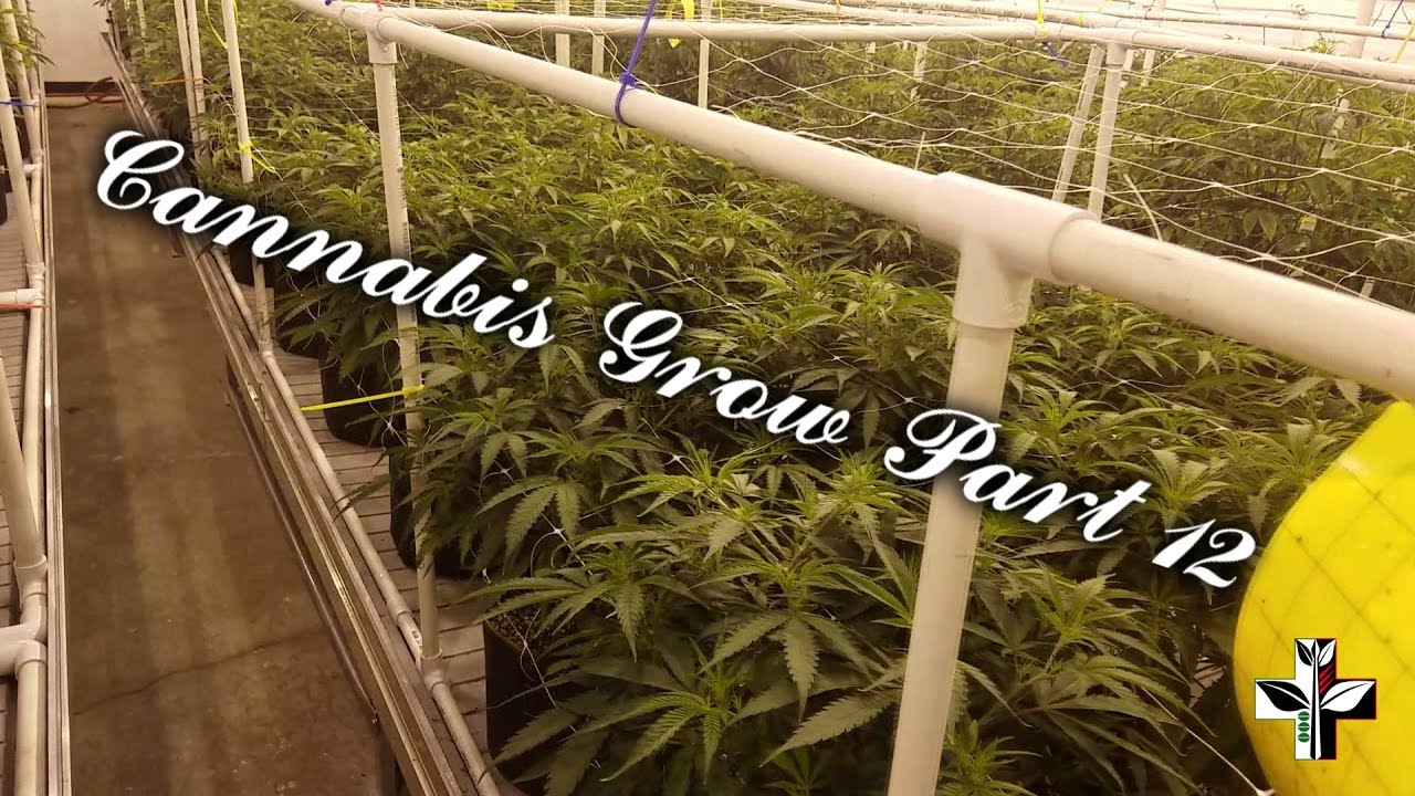 Cannabis Grow Build Part 12 - Method 1 PPS and IPM
