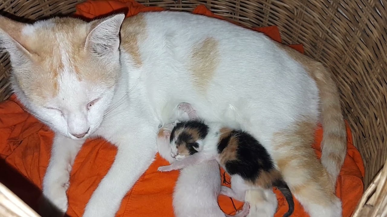 Mom cat is very sleepy when feeding milk for her newborn kittens 