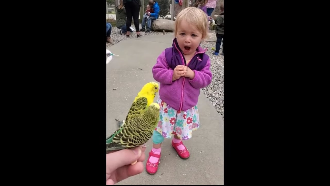 Toddler reacts to parakeet encounter at petting zoo
