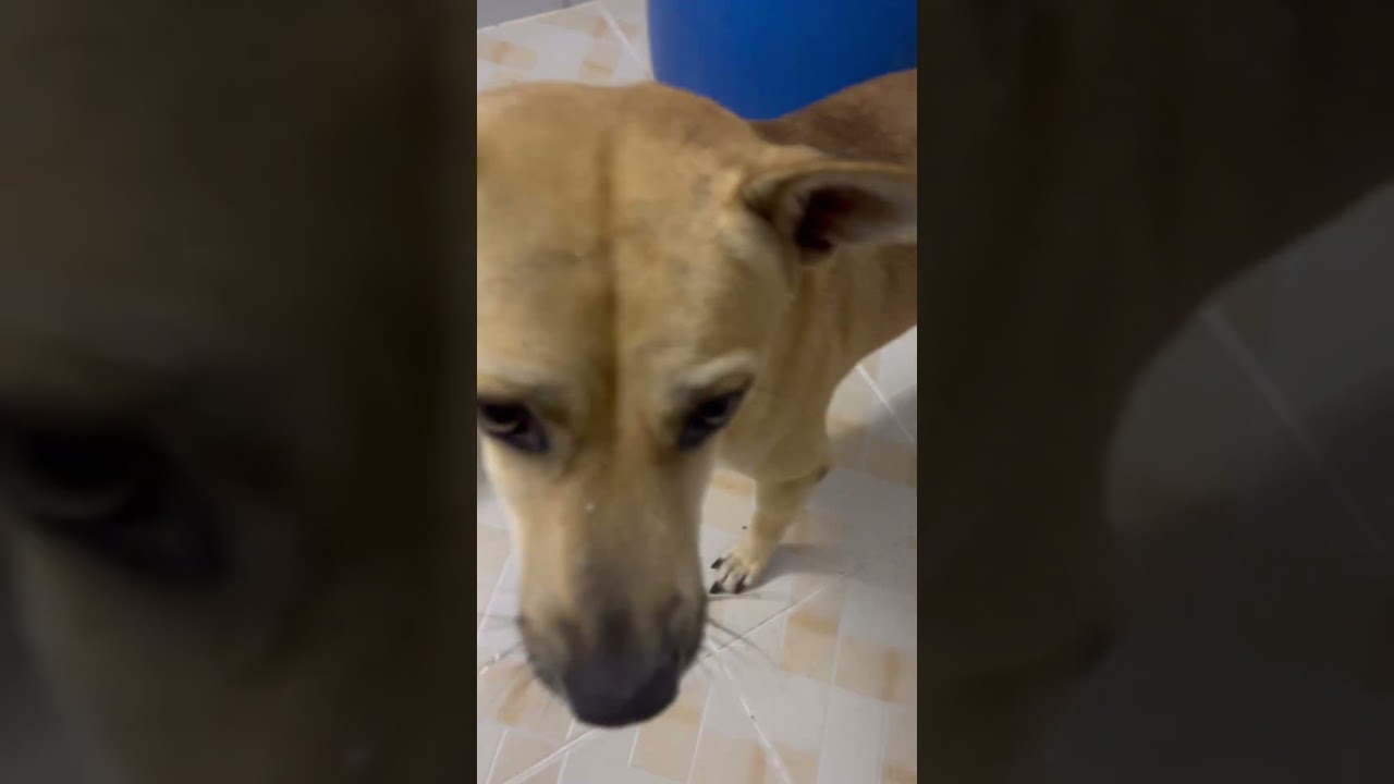 Lucky my dog doesn't want to bathe.
