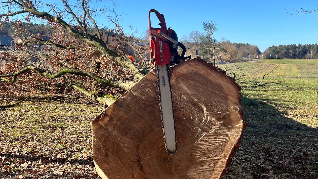 Großbaumfällung, Uncut 🌳🪓