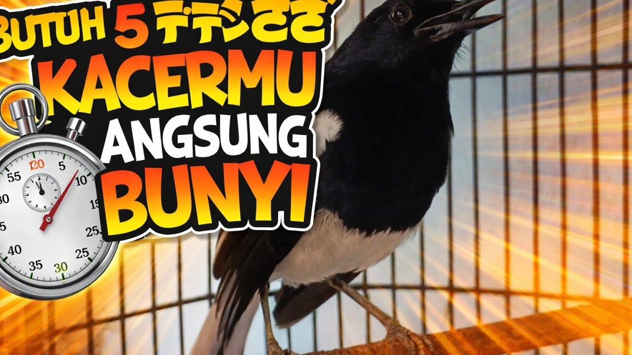 Terapi Kacer susah bunyi atau Kacer malas bunyi