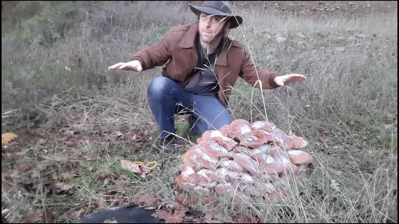 Медовые грибы