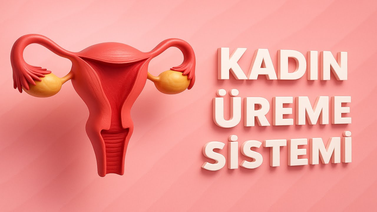Kadın Üreme Sistemi Anatomisi / Systema Genitale Femininum / Female Reproductive System