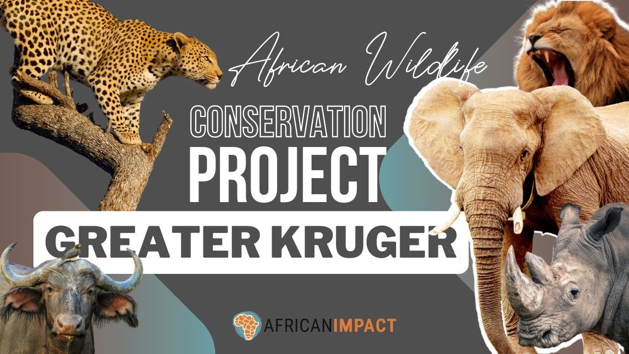 Big 5 Conservation Project in South Africa