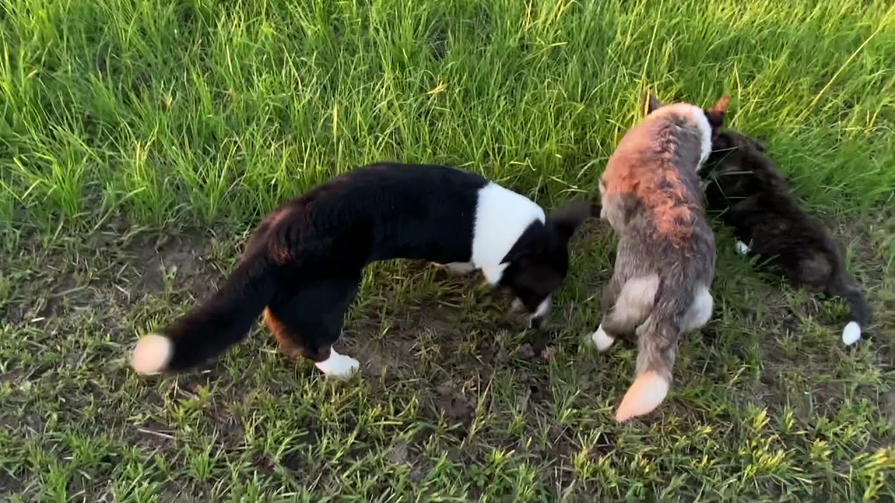 Cardigan Welsh Corgi Walk
