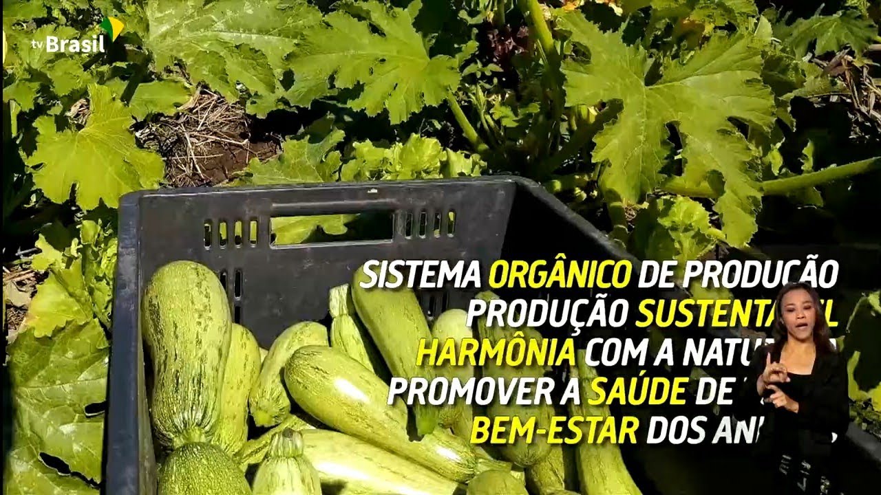 O que s&atilde;o produtos org&acirc;nicos? Para que servem? Saiba tudo!