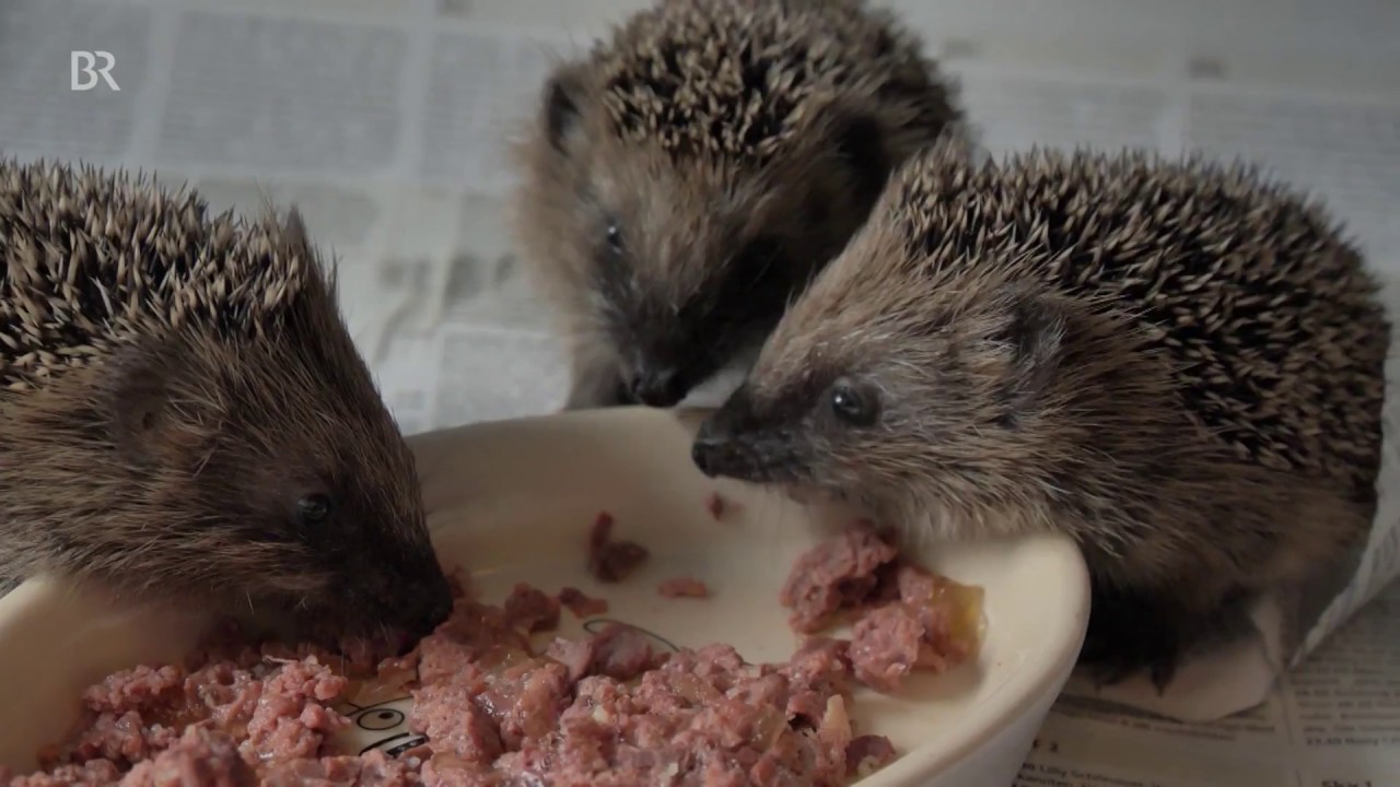 Schwache kleine Igel: Hilfe für die Tiere nach dem trockenen Sommer | BR24