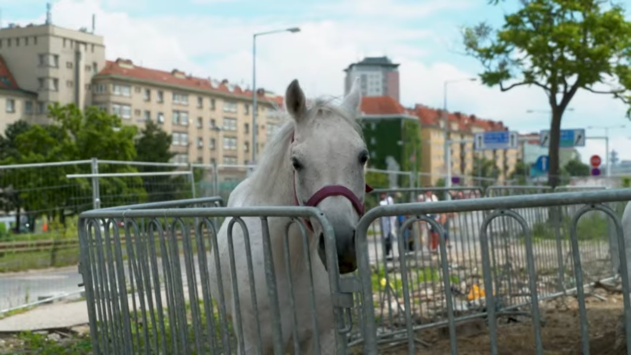 Tierschutzverein geht gegen den Circus Safari vor - krone.tv NEWS