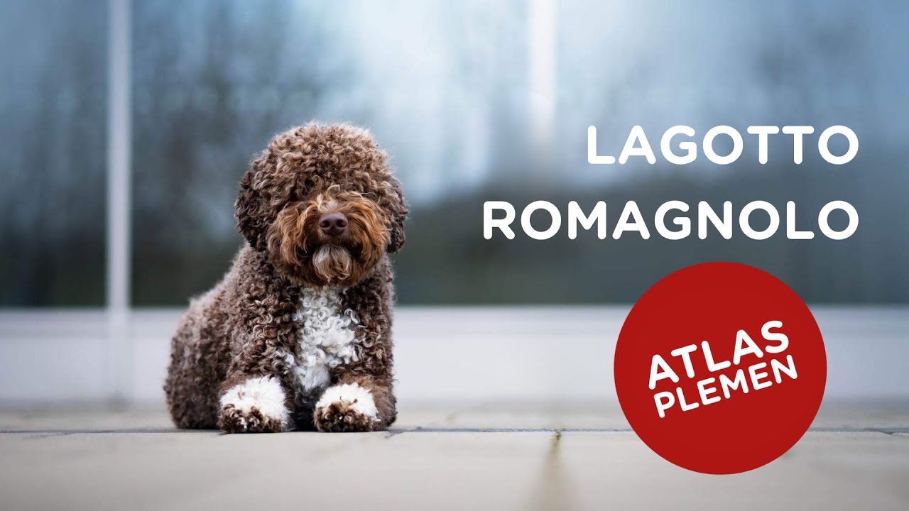 🐶 Chcete s námi poznat lagotto romagnolo? Další atlas plemen je tu...