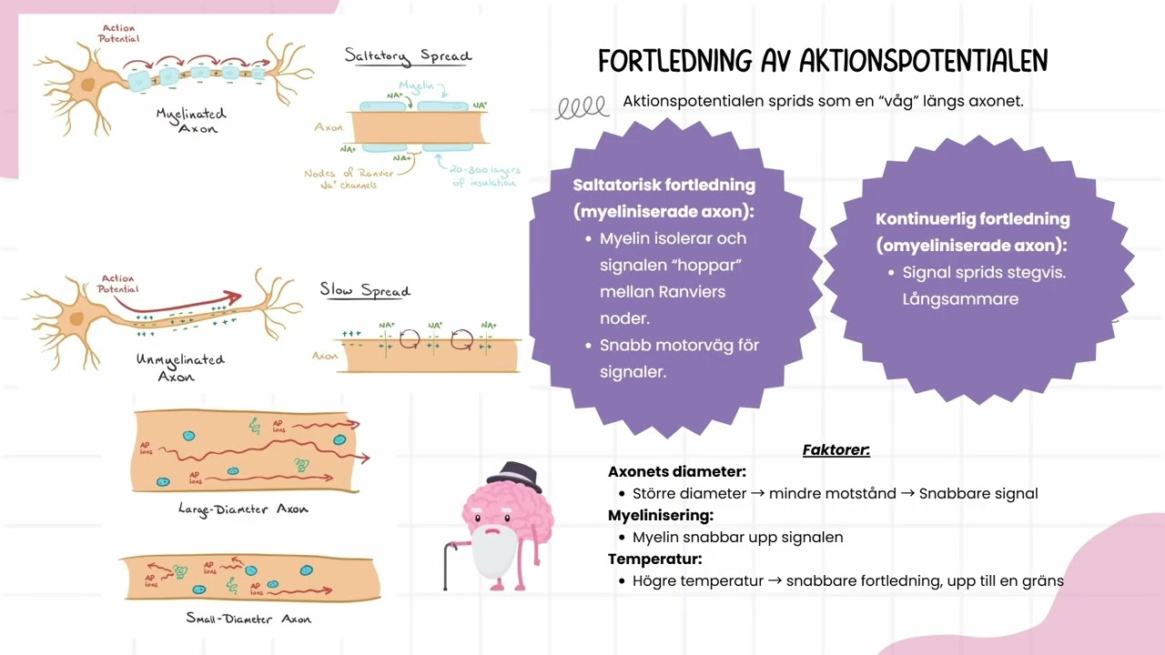 Aktionspotential (nerv-fysiologi)