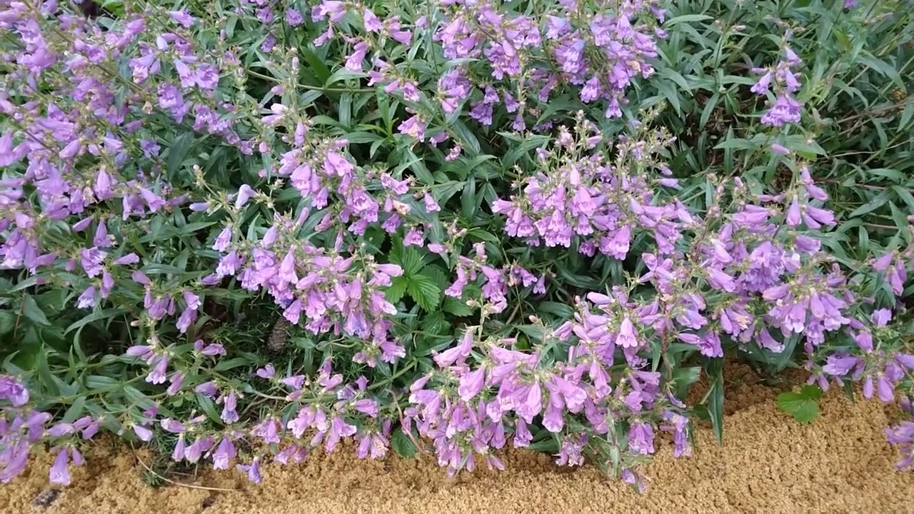 D&eacute;co jap : Penstemon