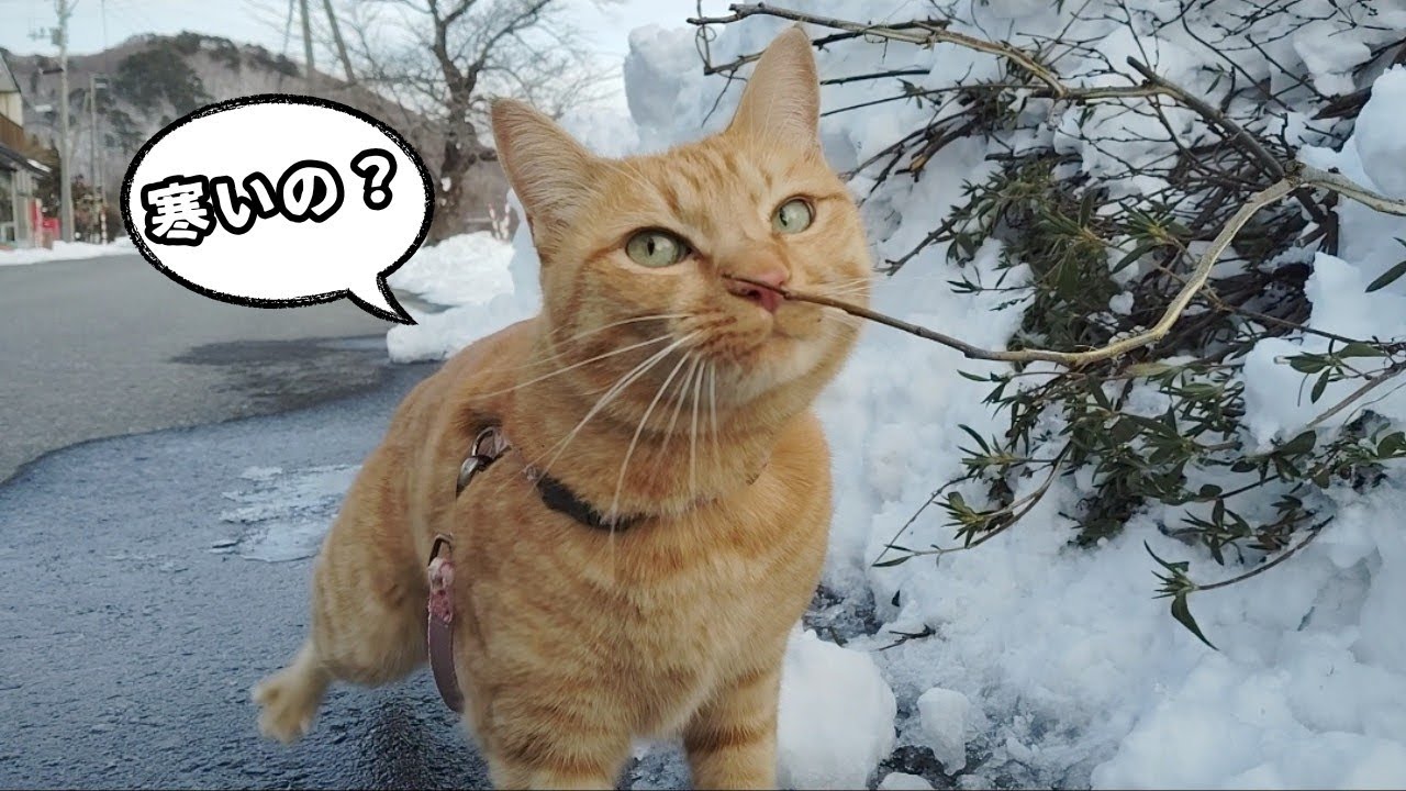 【猫動画】コタツで丸くならない元野良猫 #cat #ネコ #散歩猫 #ねこ #癒し 