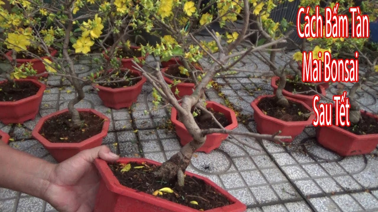 Cách Xã Tàn Bấm Ngọn Cây Mai Bonsai Mini Sau Tết Phục Hồi Chi Nhánh