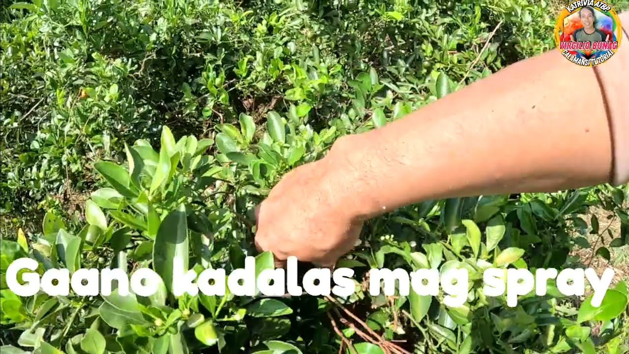 KAILAN AT GAANO KADALAS MAG SPRAY SA CALAMANSI PARA MARAMING BUNGA